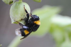 bombus su helleborus